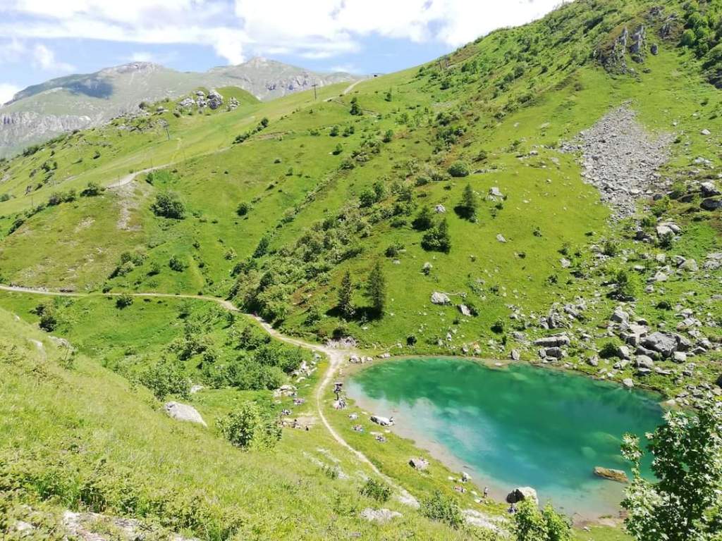 a flock of birds sitting on top of a lush green hillside