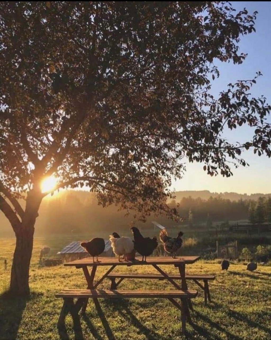 a herd of cattle standing on top of a grass covered field