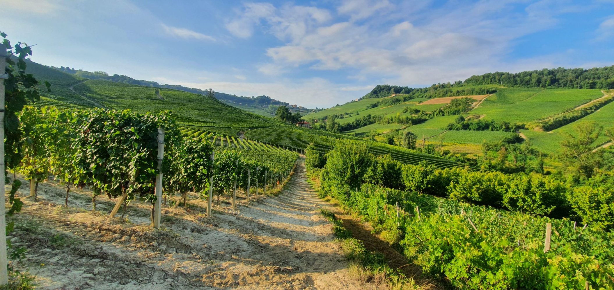 A shoot on vineyards in Italy