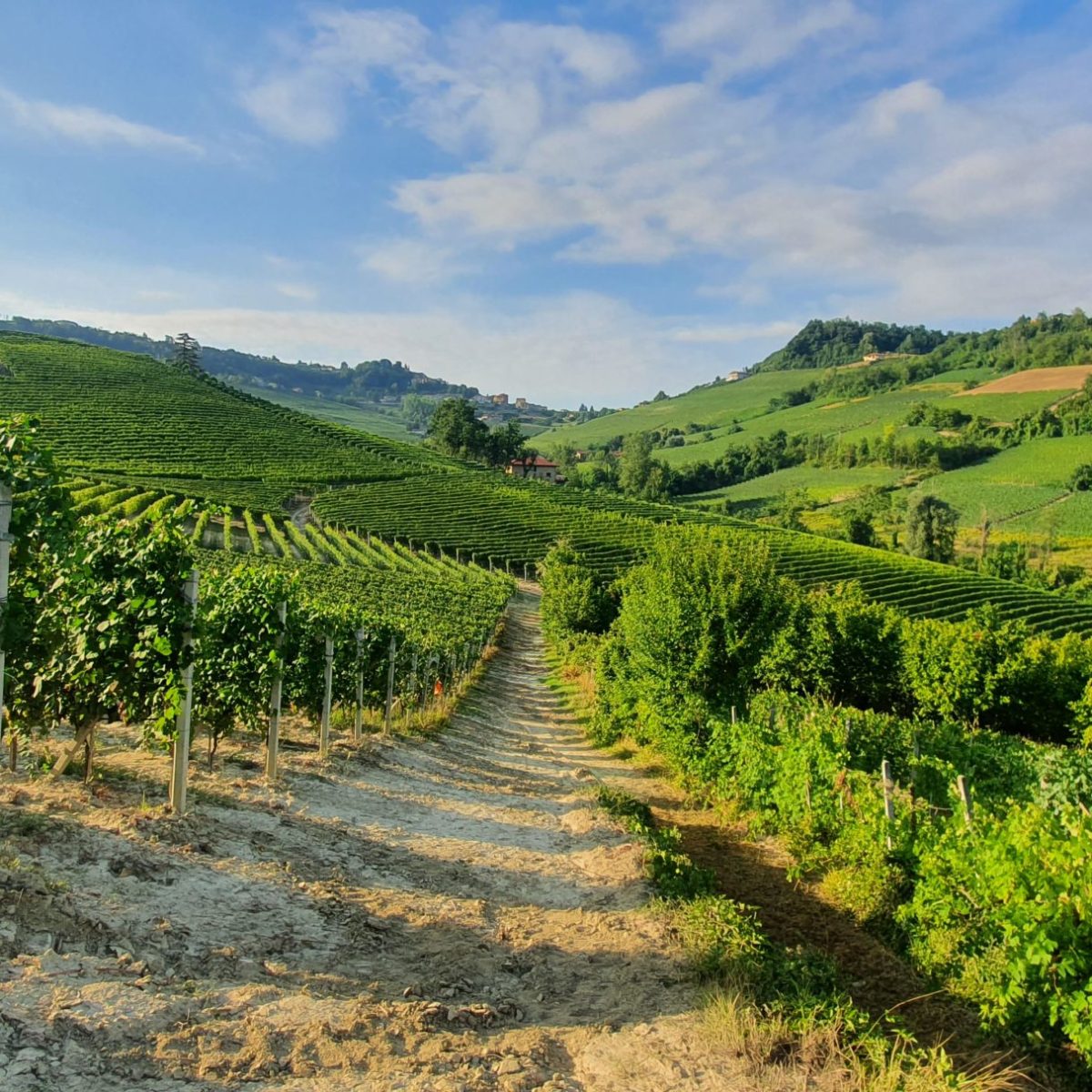 A shoot on vineyards in Italy
