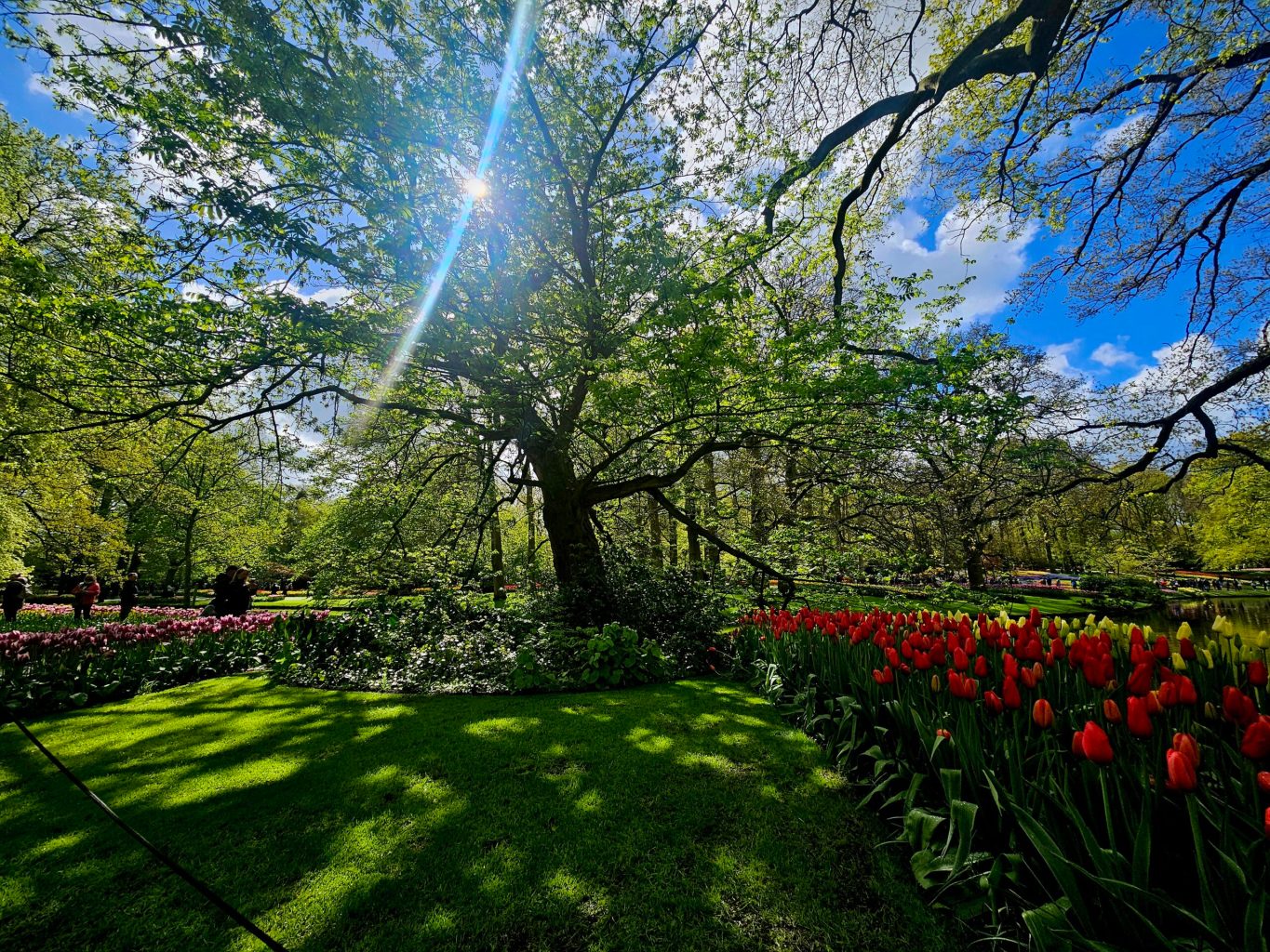 a large tree in a garden