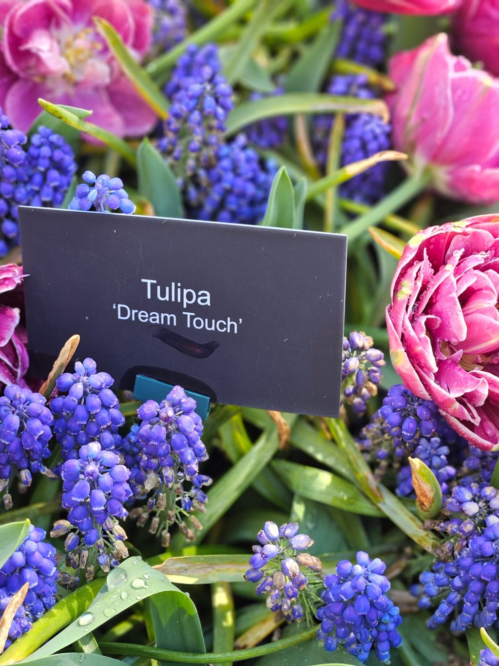 a bunch of purple flowers