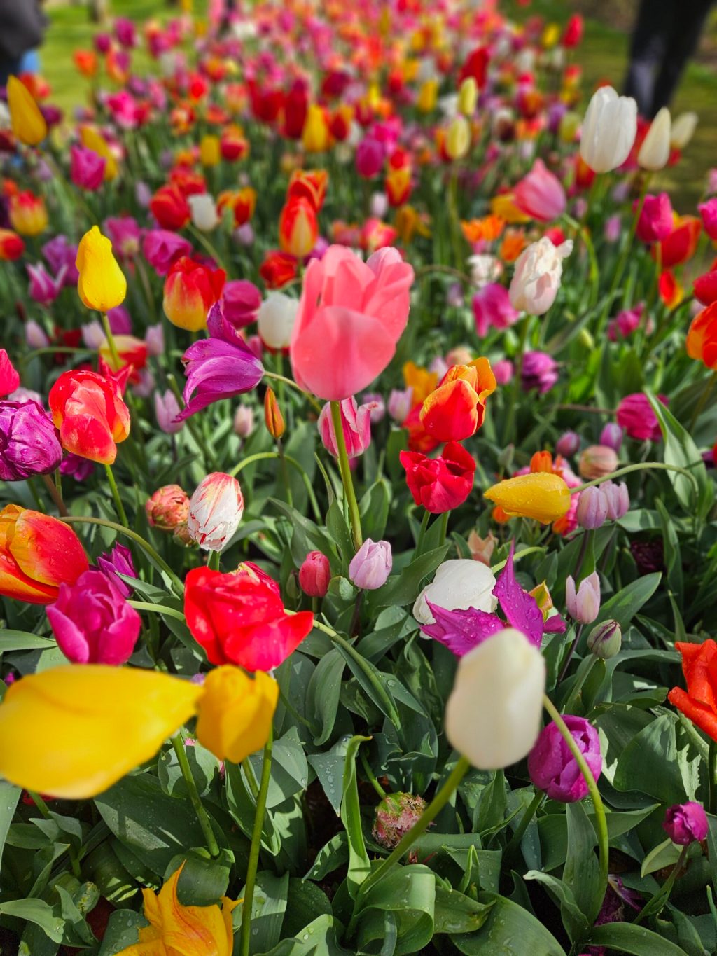 a close up of a flower