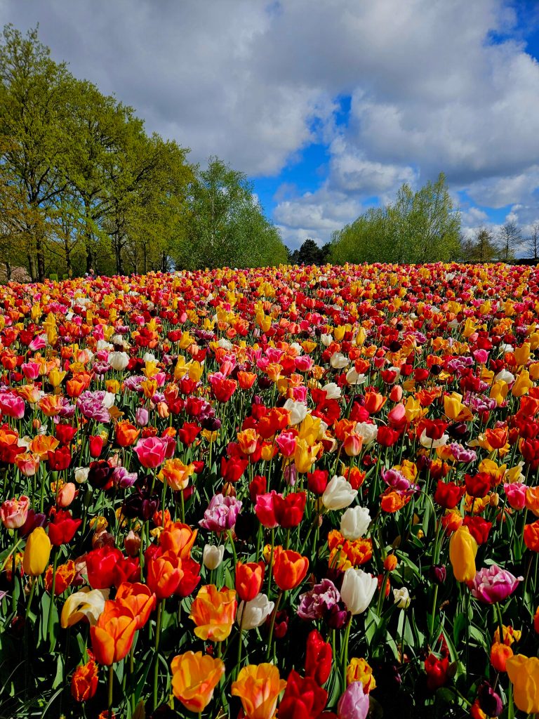 a group of colorful flowers