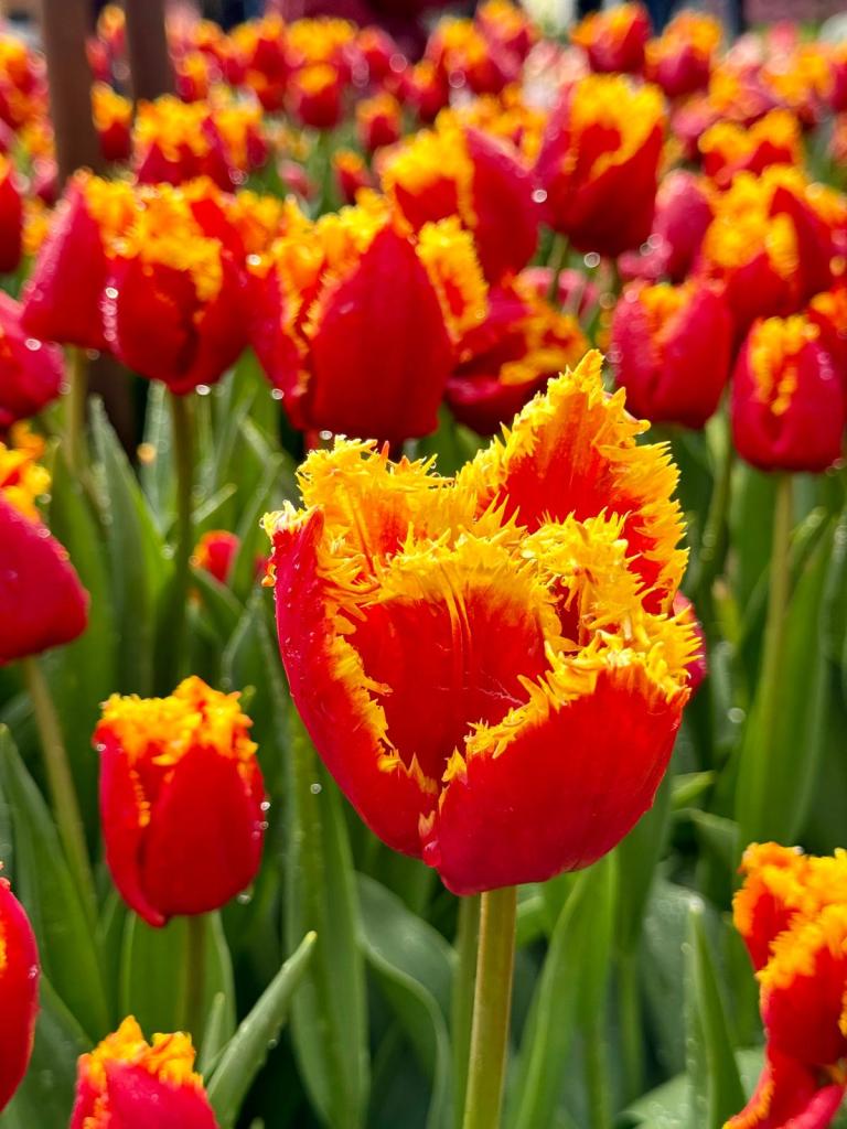 a close up of a flower