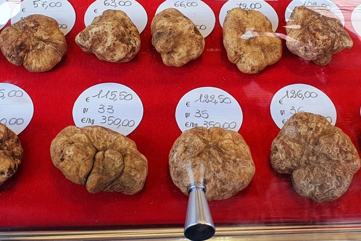 Tartufo bianco d'Alba, Piemonte